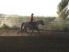 Chex being ridden during a family night by a young lady doing an intership with me. 