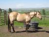 June 2013 during breeding season Chex was with his mares and foals and he is just relaxing