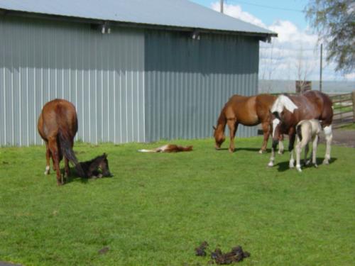 Mares and babies.