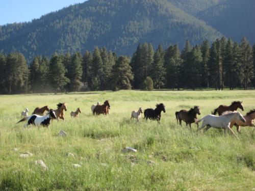 Mares and colts.